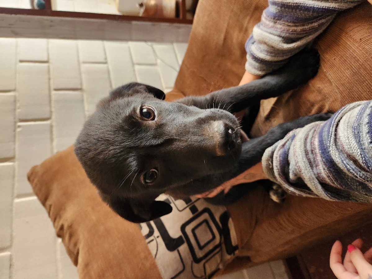 Foto de Perrito