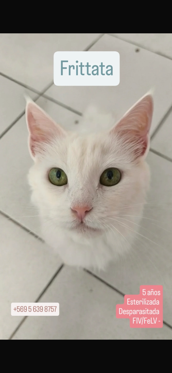 Foto de fritata, gato en adopción en Las Condes