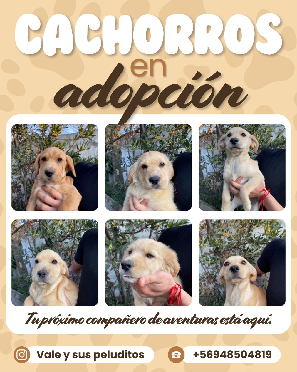 Foto de Cachorritos 🐕💗, perro en adopción en Lo Espejo