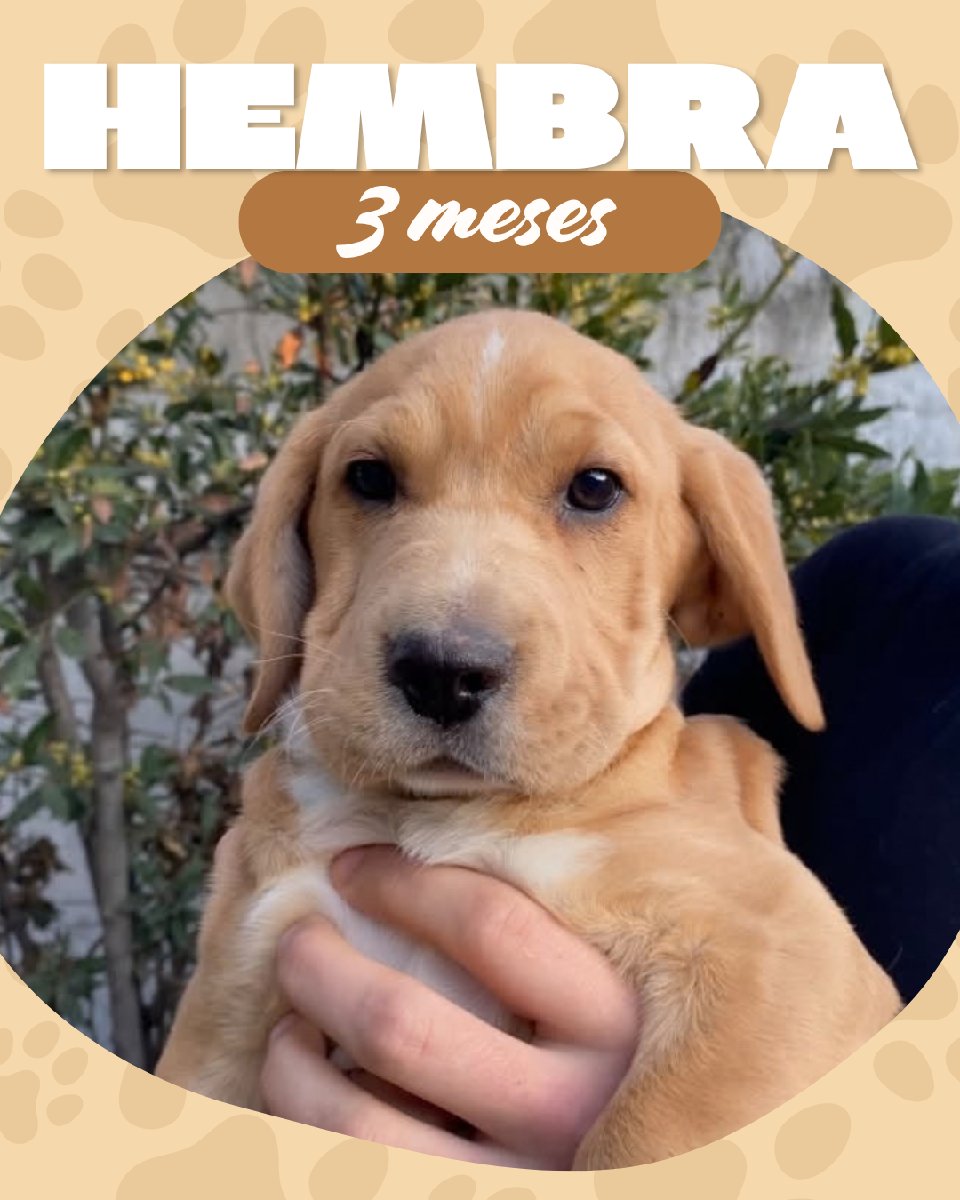 Foto de Cachorritos 🐕💗