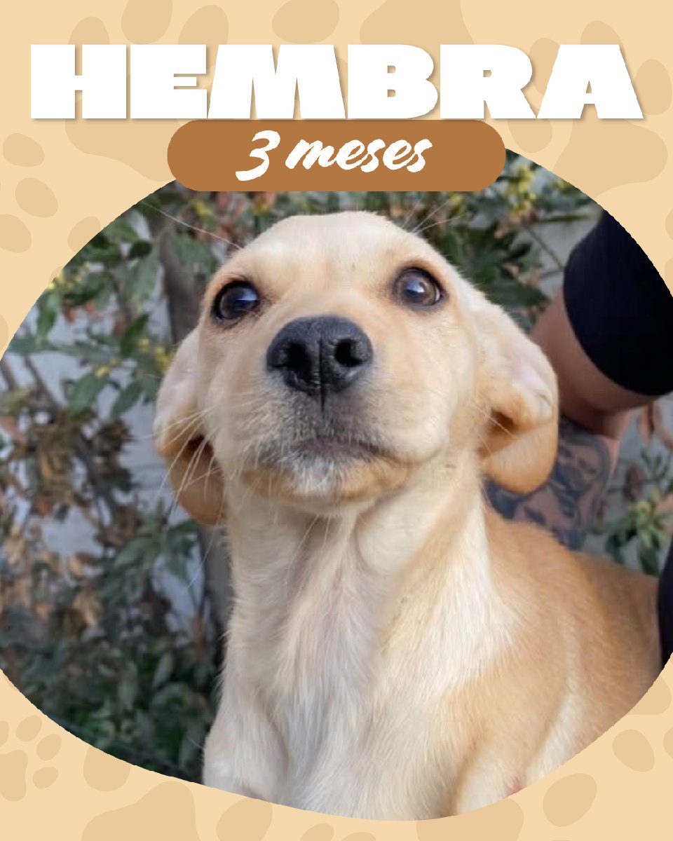 Foto de Cachorritos 🐕💗