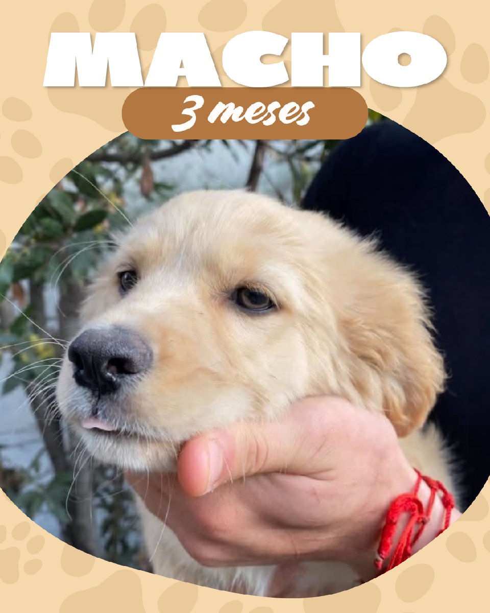 Foto de Cachorritos 🐕💗