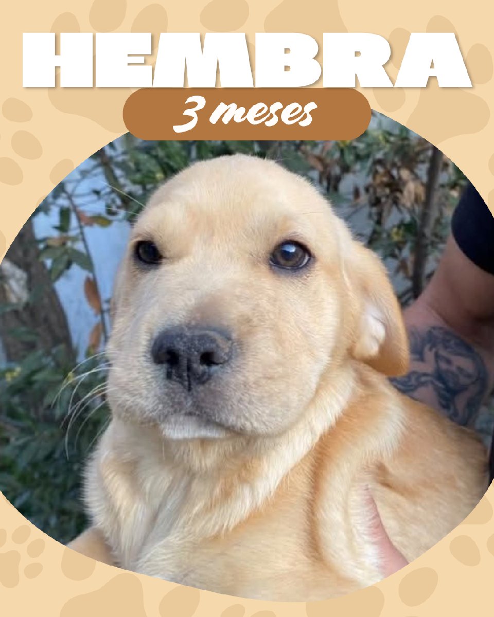 Foto de Cachorritos 🐕💗
