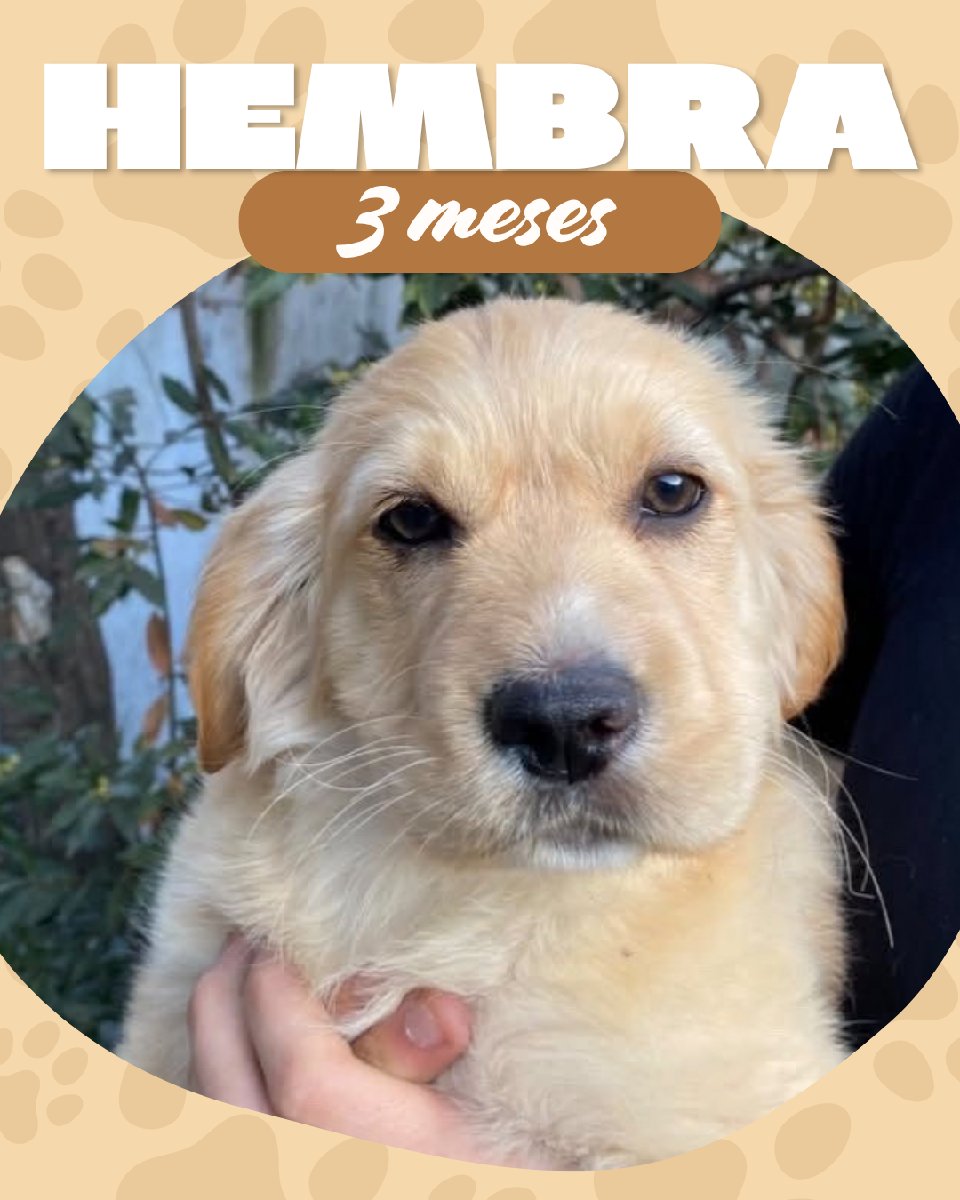 Foto de Cachorritos 🐕💗