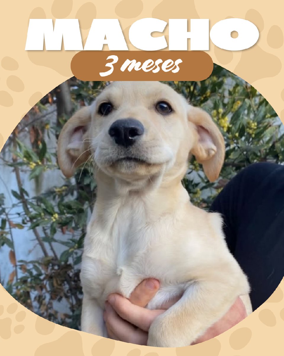 Foto de Cachorritos 🐕💗