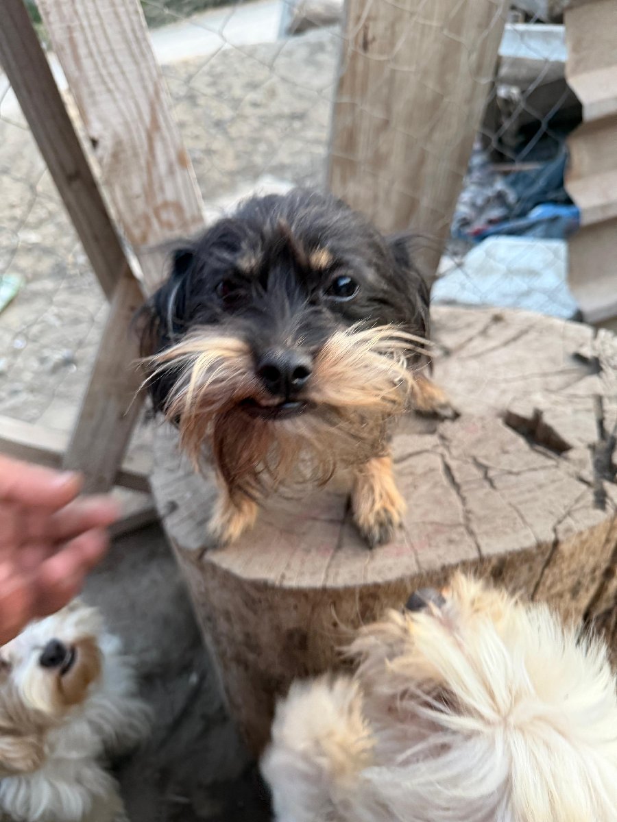 Foto de Chuki