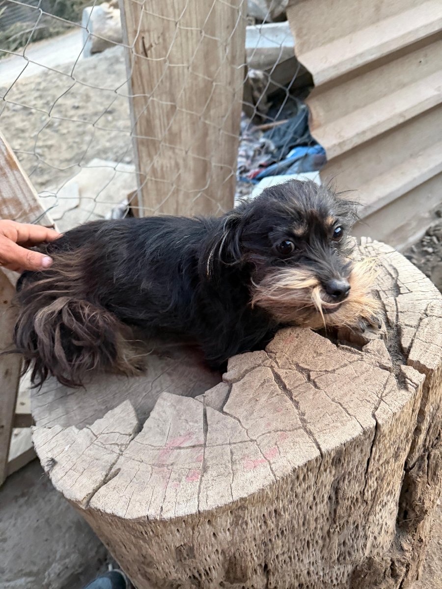 Foto de Chuki
