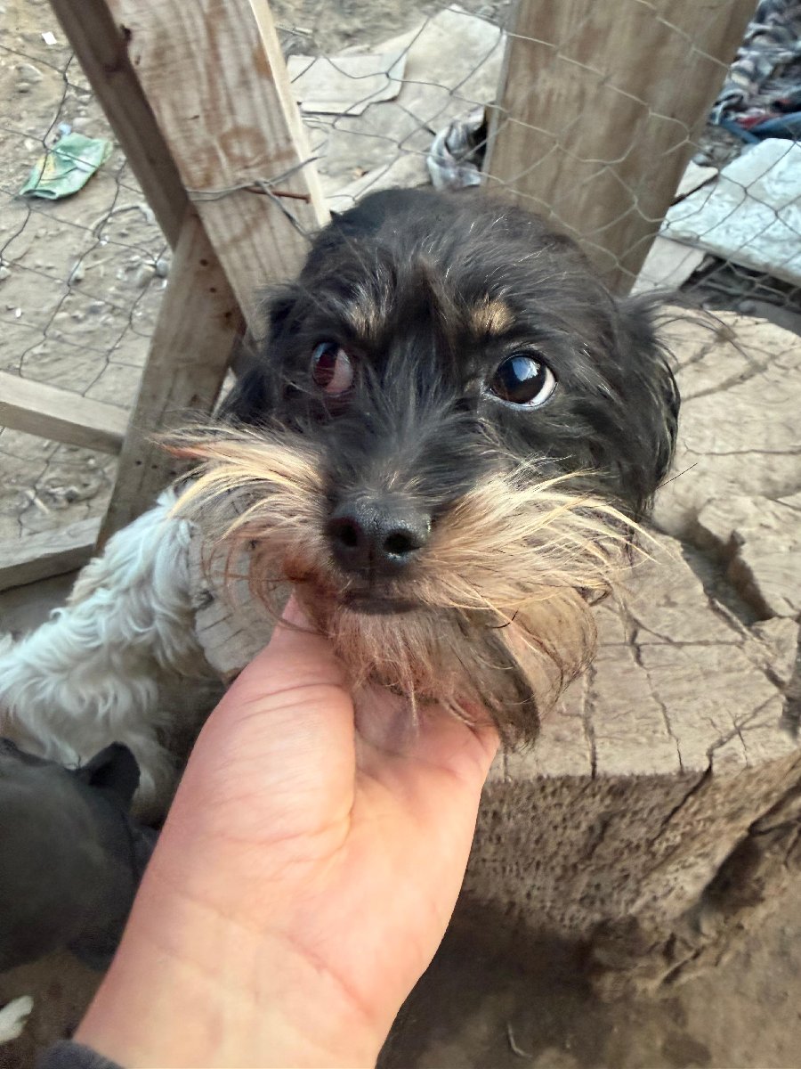 Foto de Chuki