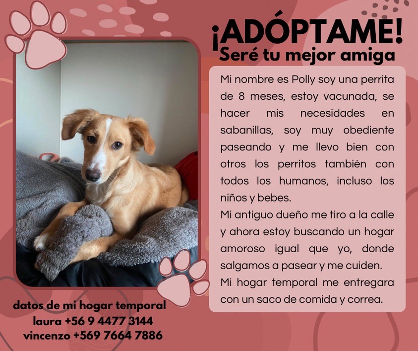 Foto de Polly