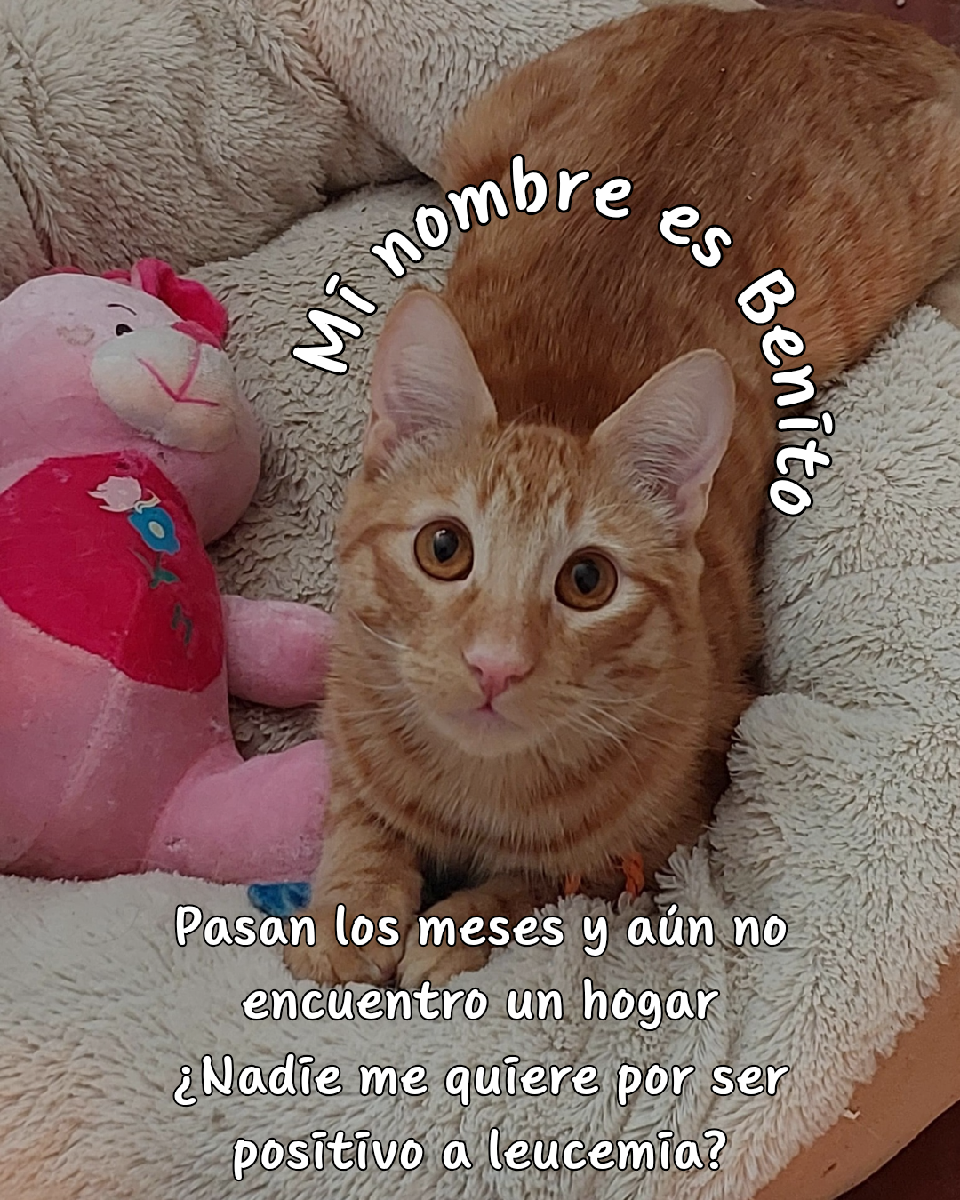 Foto de Benito