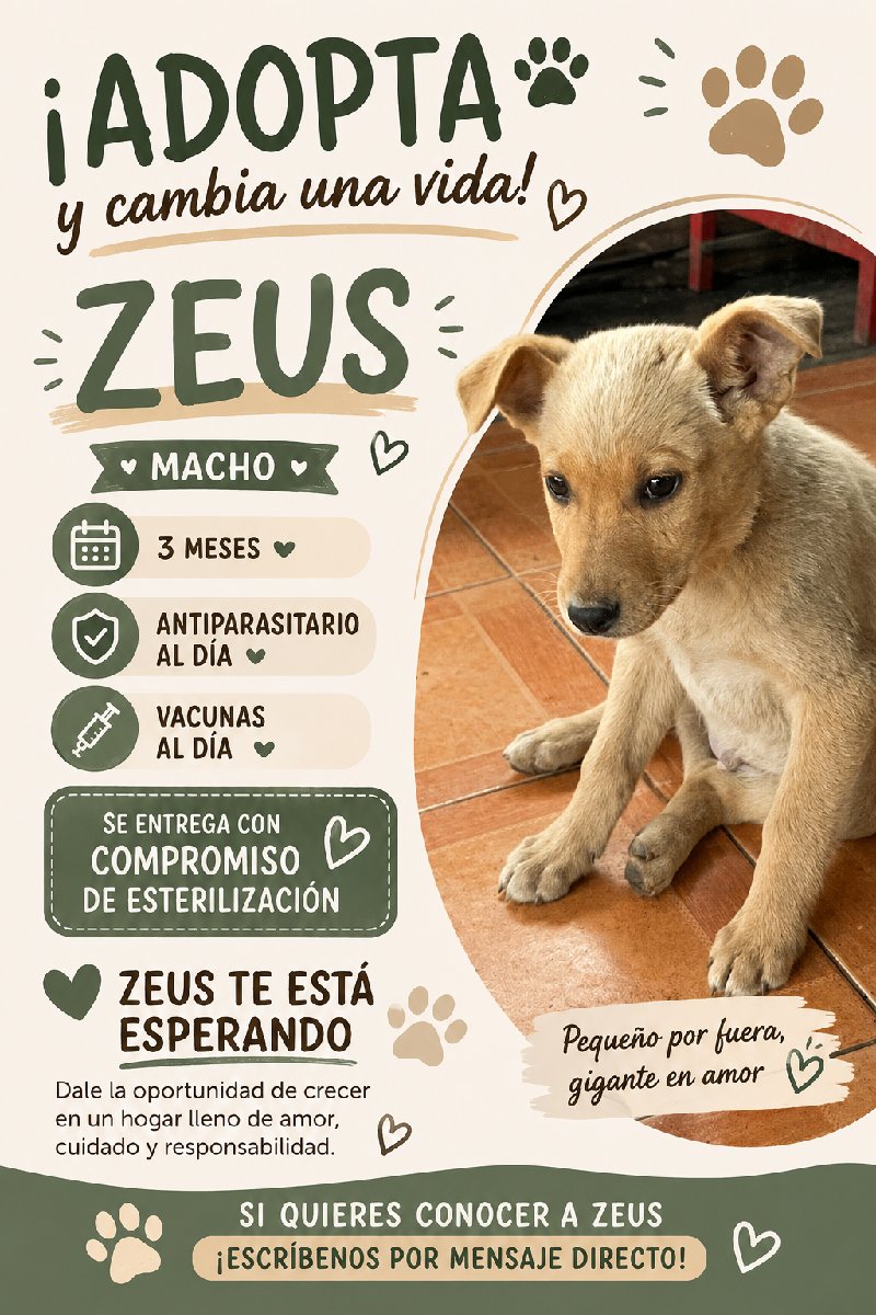 Foto de Zeus, perro en adopción en Teno