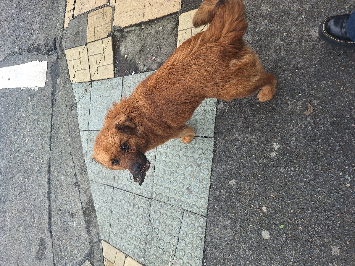 Foto de Canela, perro en adopción en Osorno