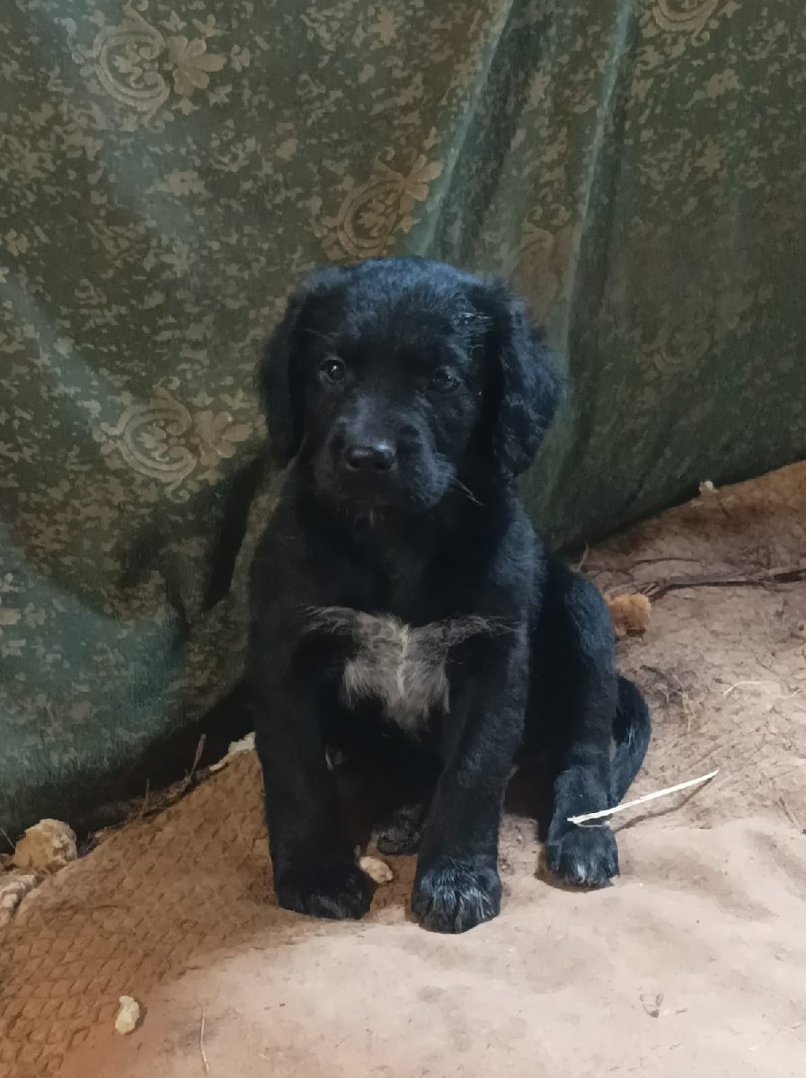 Foto de Perrito, perro en adopción en Talcahuano