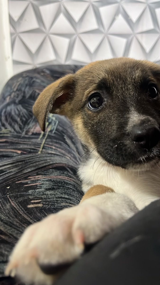 Foto de Perrito