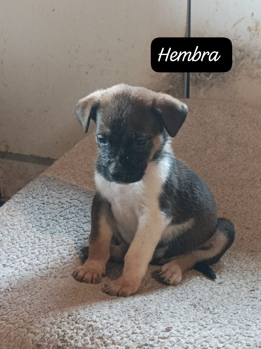 Foto de Perrito
