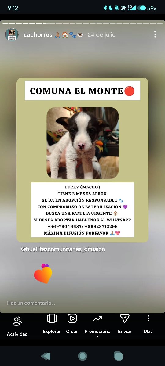 Foto de Lucky y sus hermanitos buscan una familia urgente 🔴