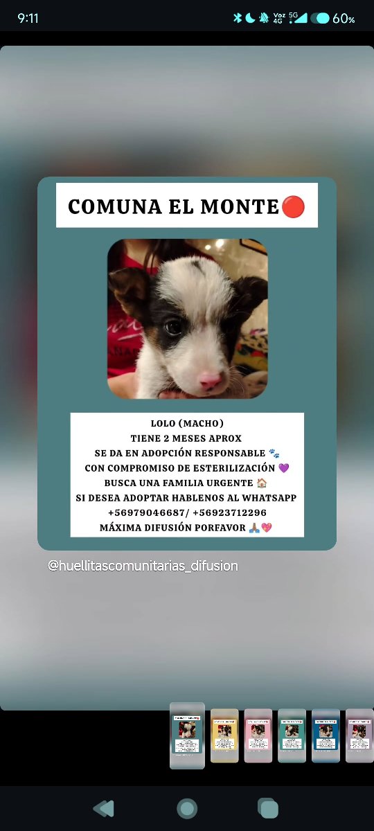 Foto de Lucky y sus hermanitos buscan una familia urgente 🔴