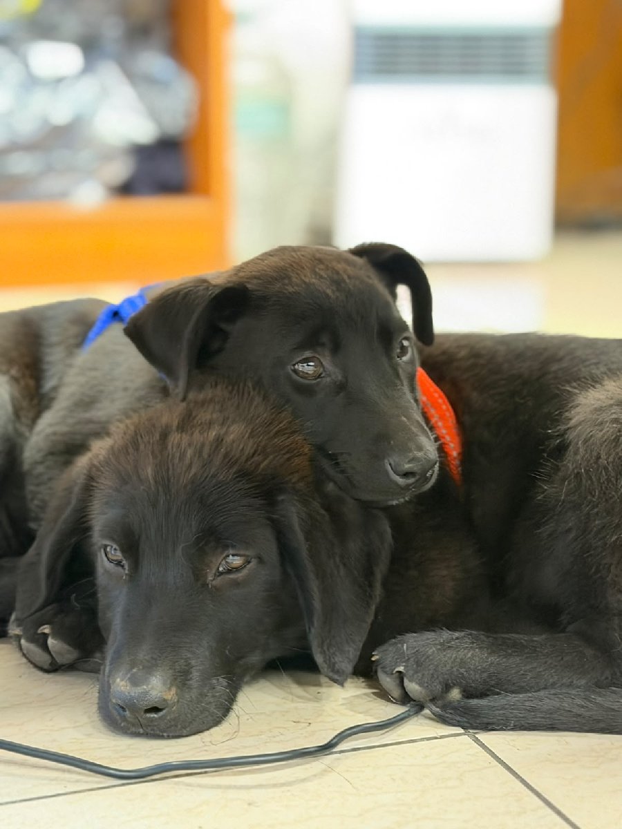 Foto de Perrito, perro en adopción en Valparaíso