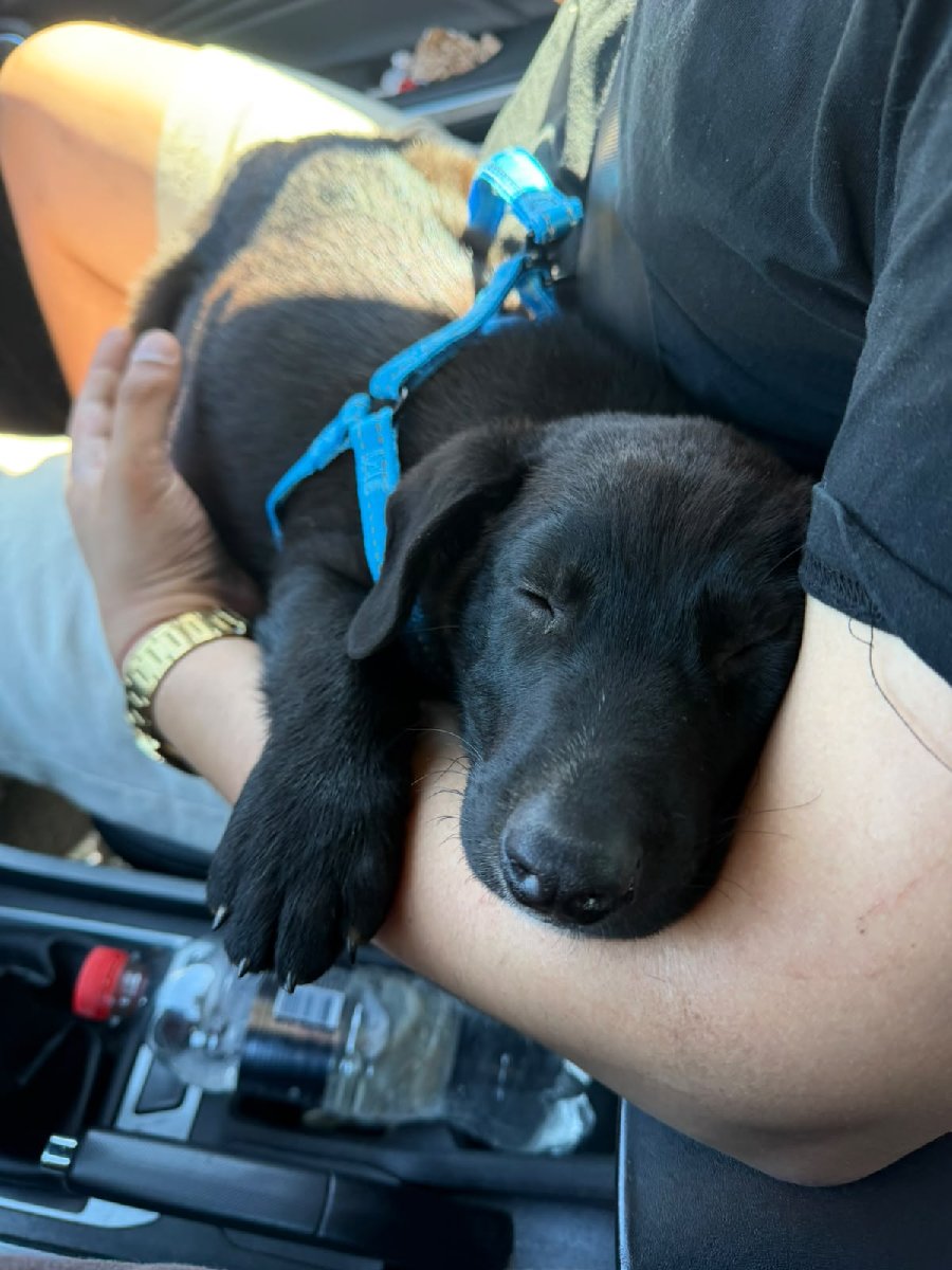Foto de Perrito