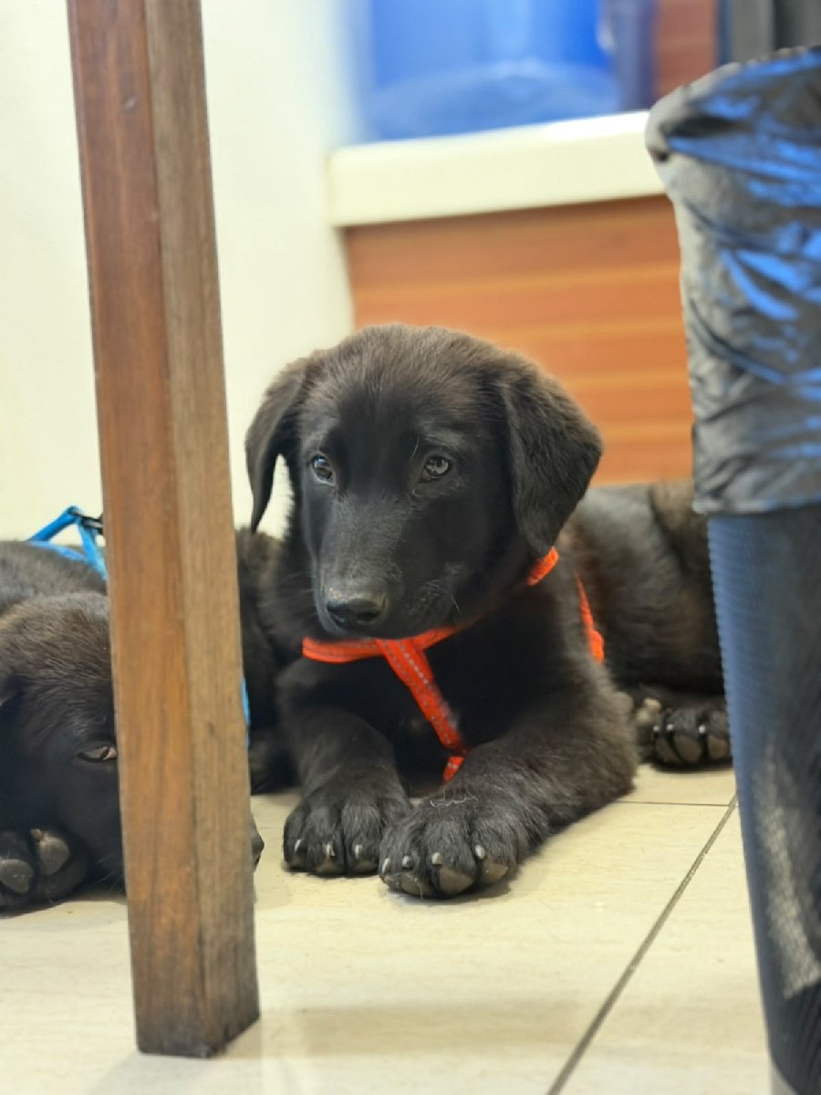 Foto de Perrito