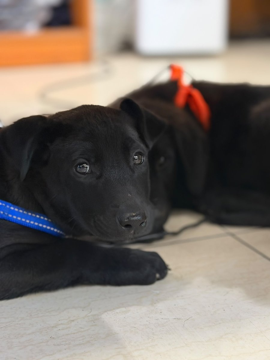 Foto de Perrito