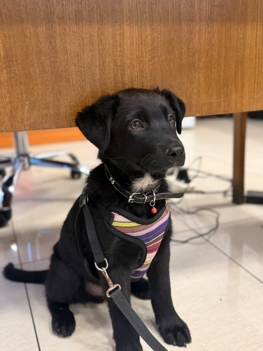 Foto de Perrito