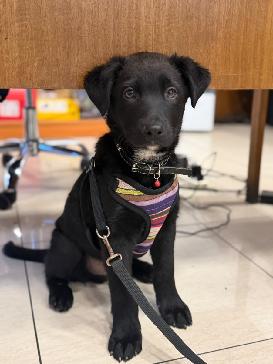 Foto de Perrito