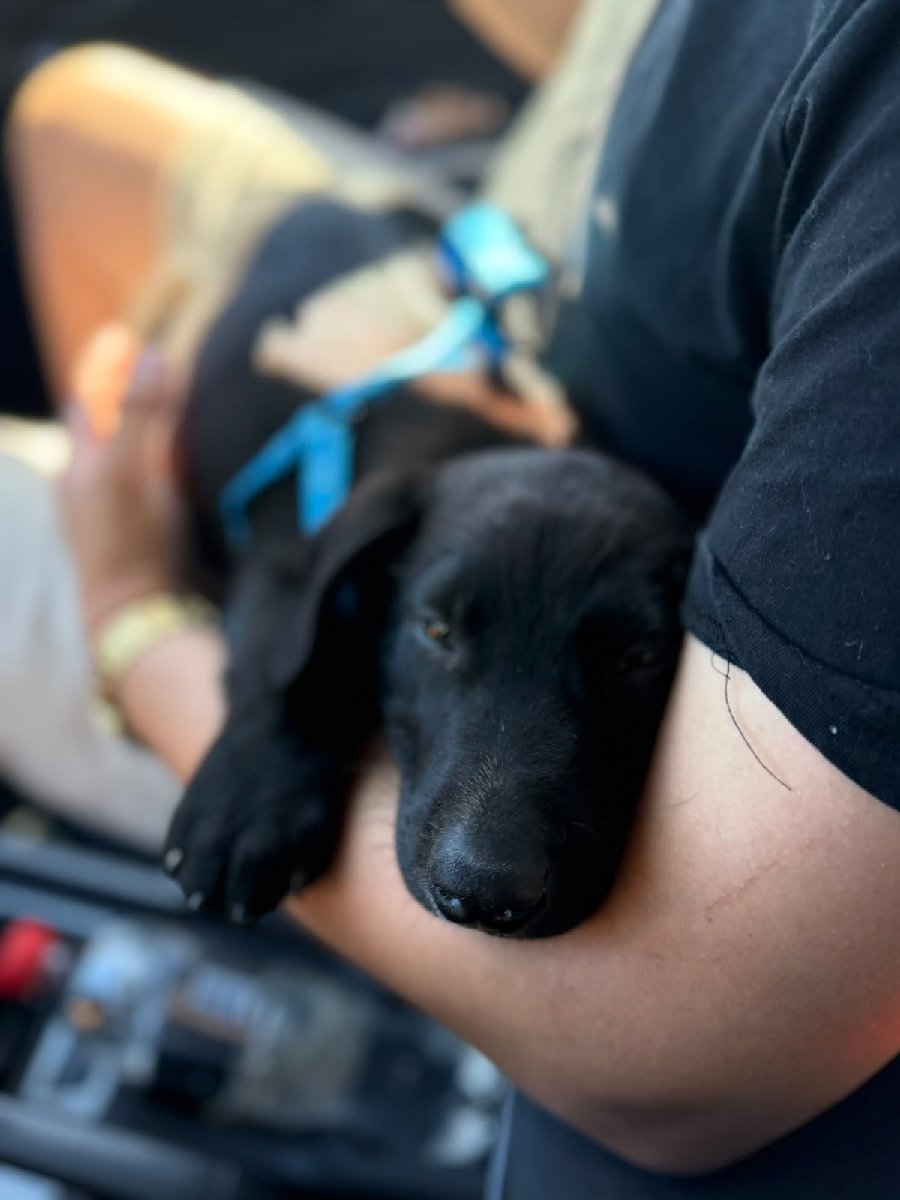 Foto de Perrito