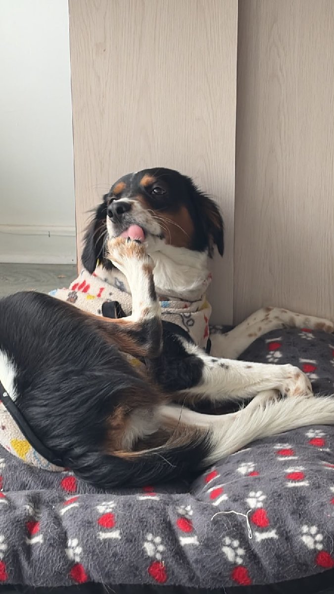 Foto de Max