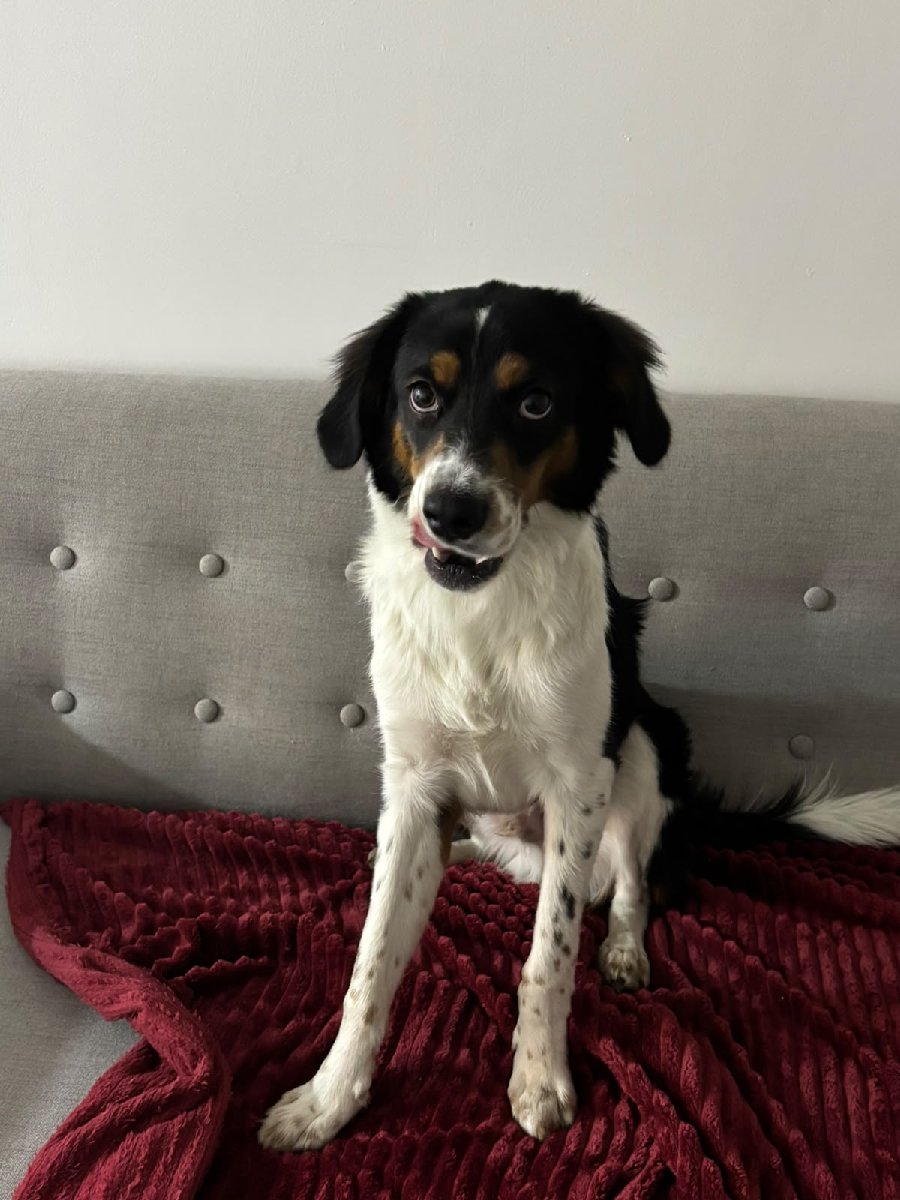 Foto de Max