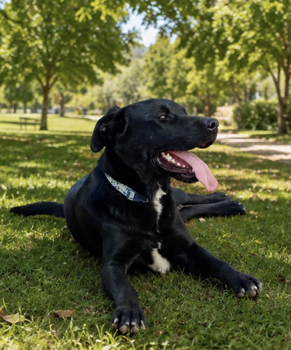 Foto de negrito