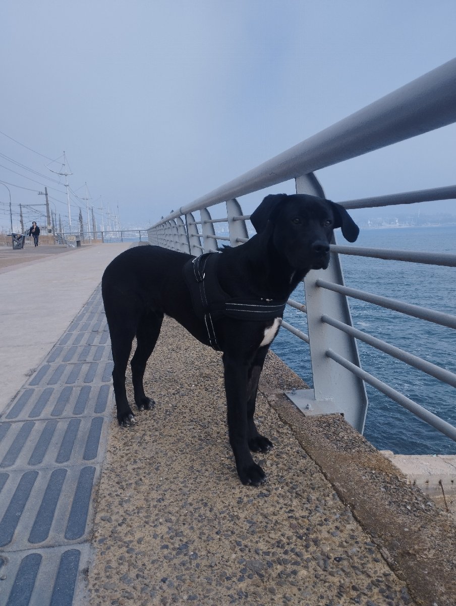 Foto de Perrito, perro en adopción en Valparaíso