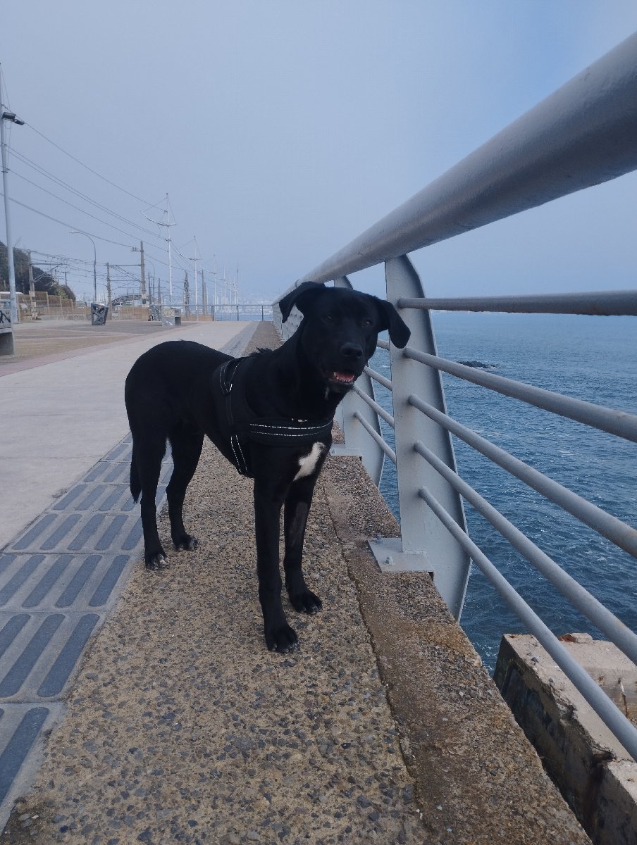 Foto de Perrito