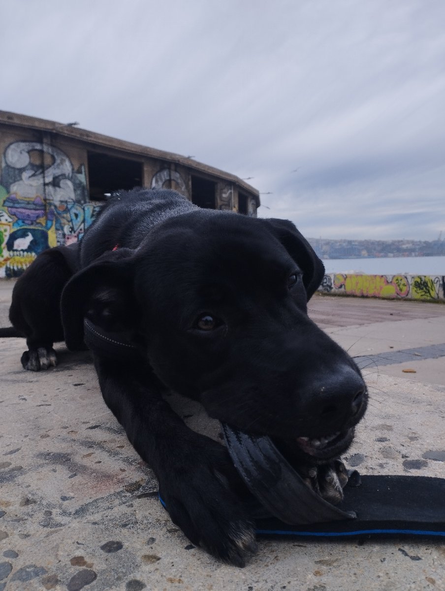 Foto de Perrito