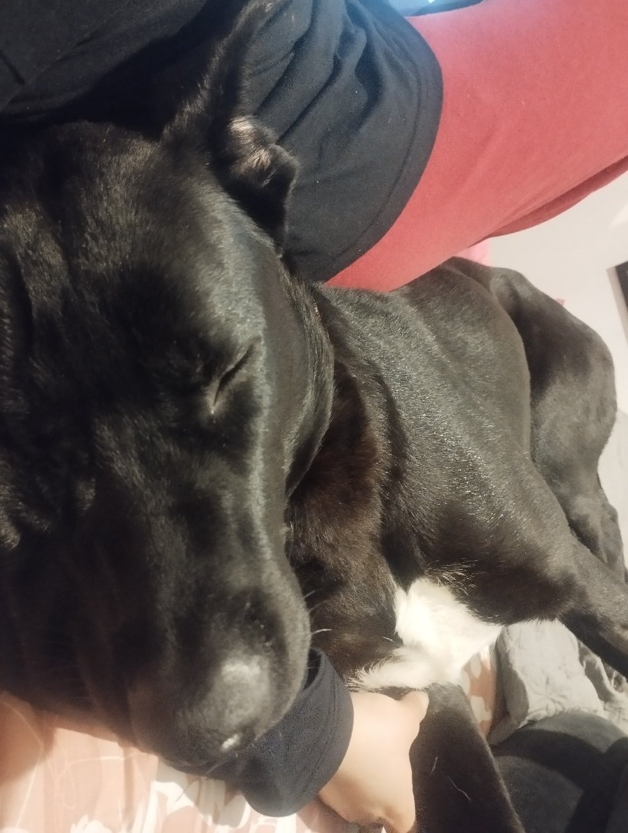 Foto de Perrito