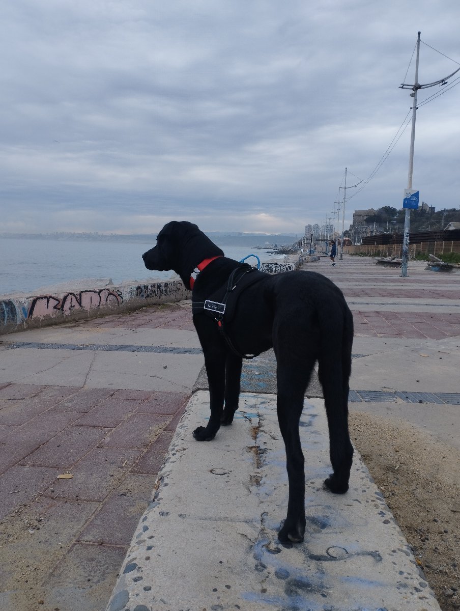 Foto de Perrito