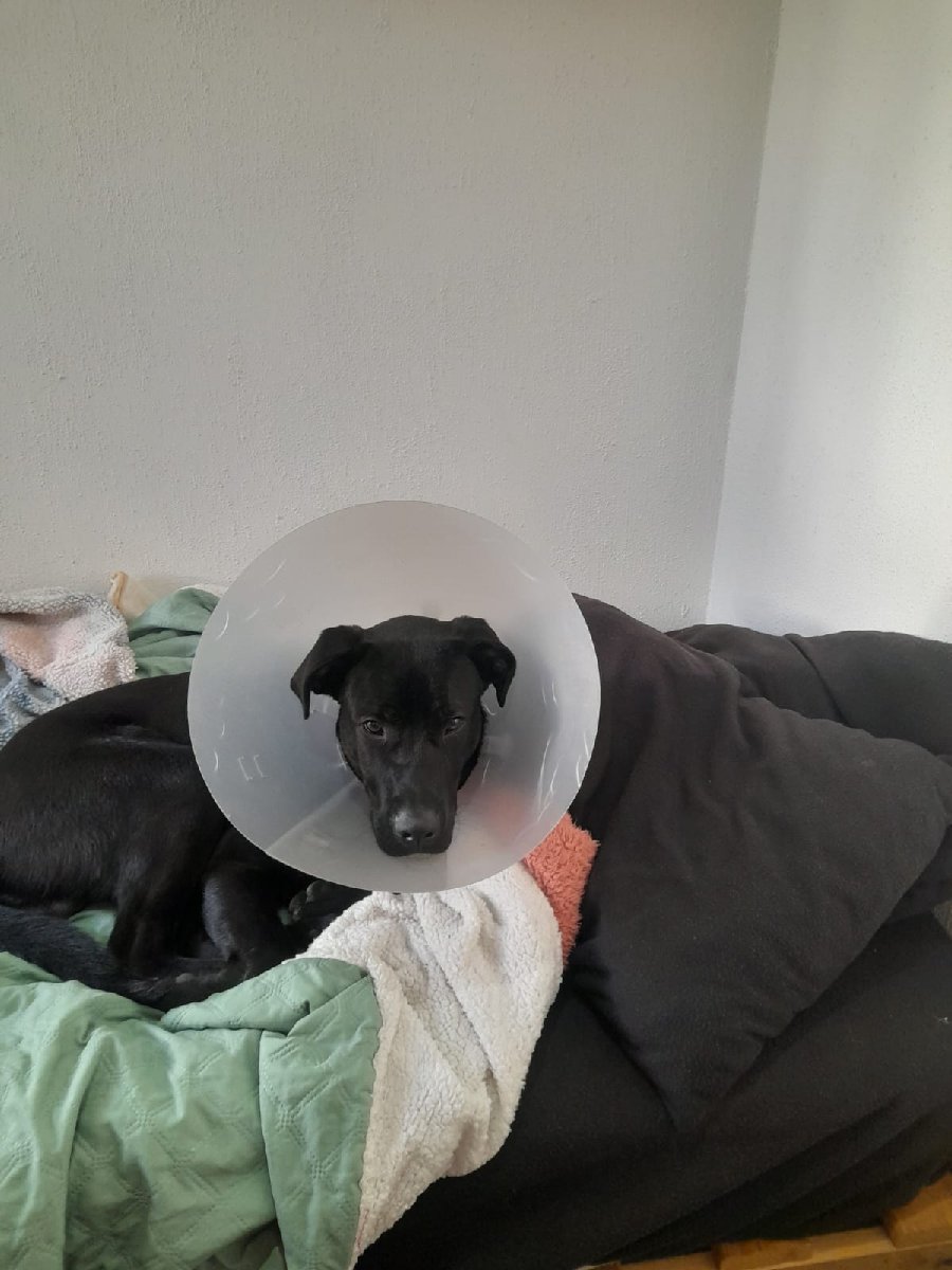 Foto de Perrito