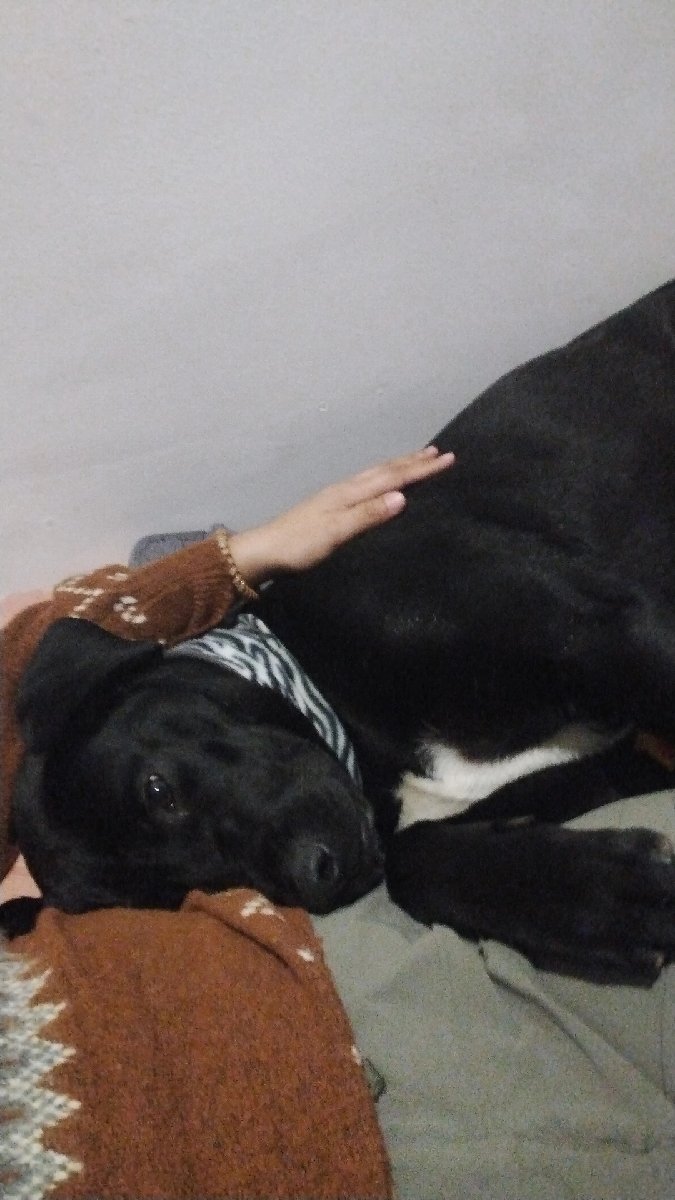 Foto de Perrito