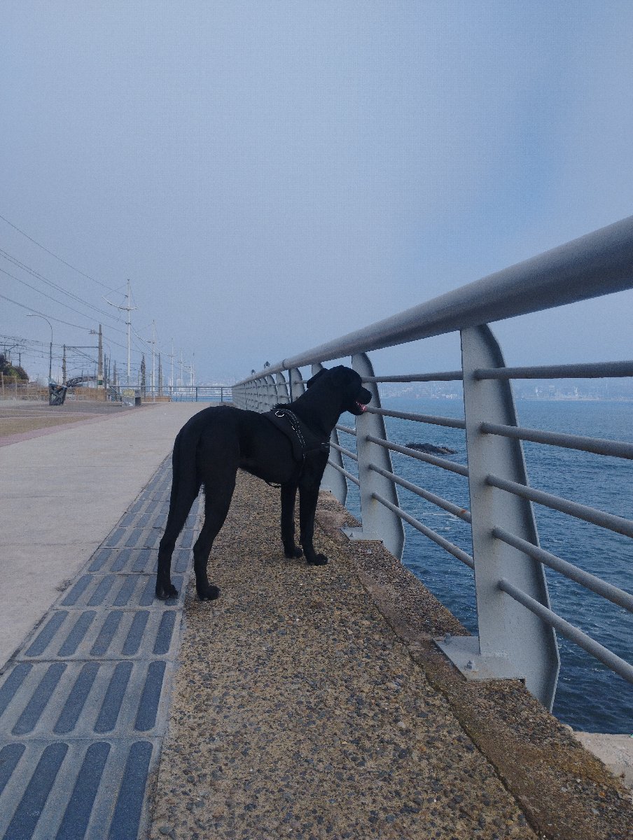 Foto de Perrito