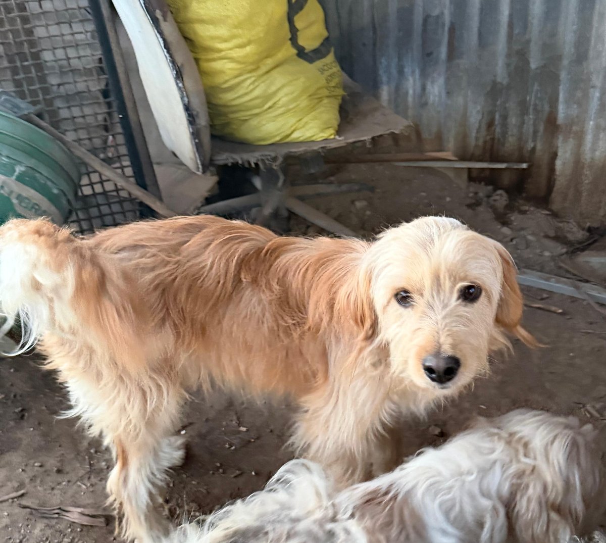 Foto de Osito, perro en adopción