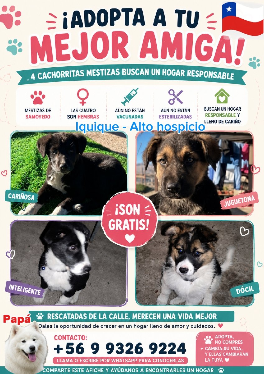 Foto de 4 hembras