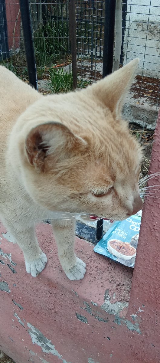 Foto de Gatito