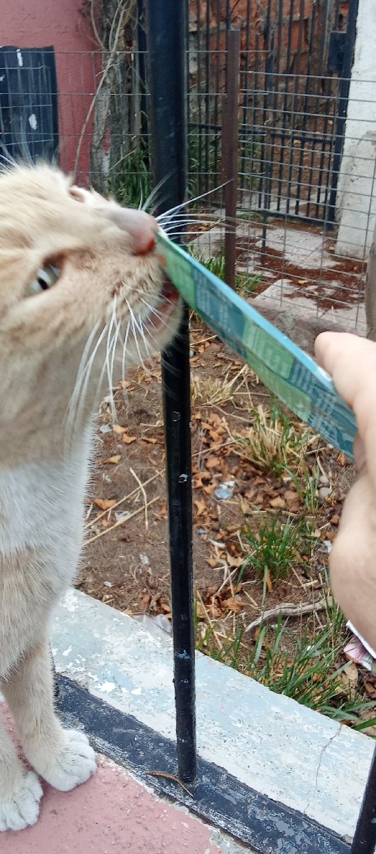 Foto de Gatito