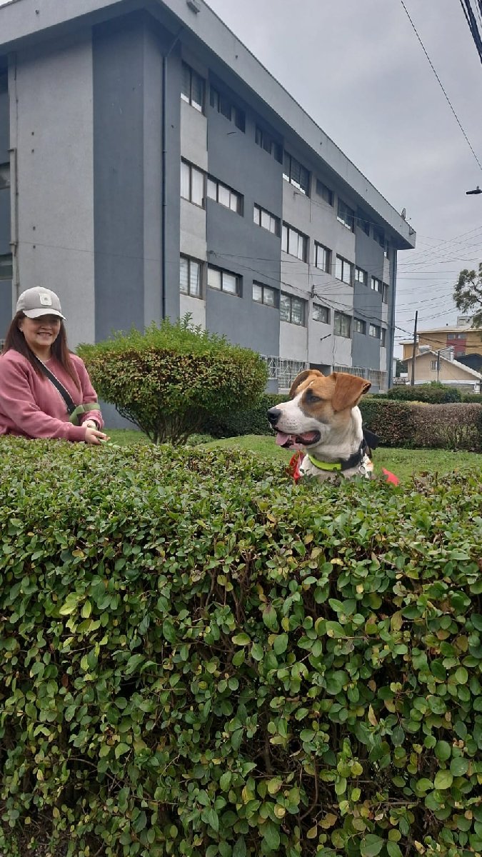 Foto de Perrito