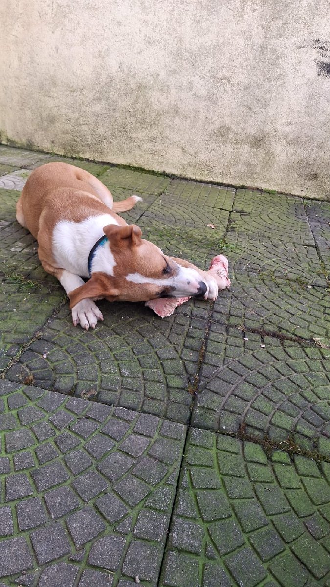 Foto de Perrito