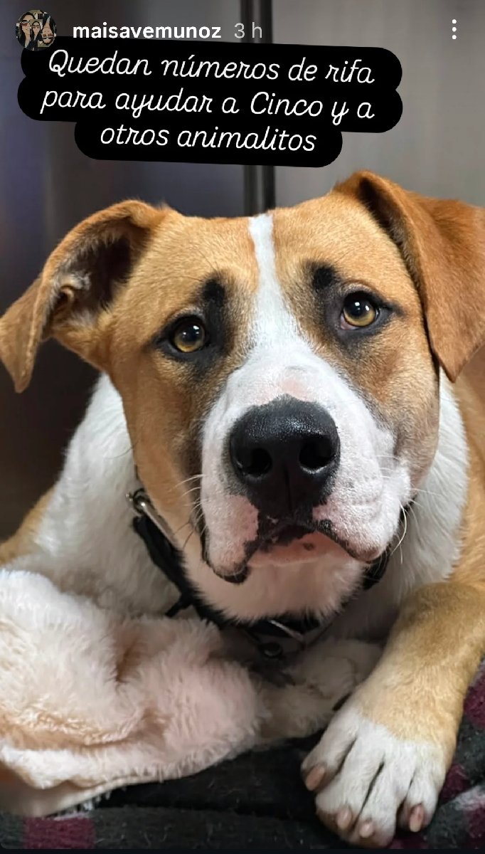 Foto de Perrito, perro en adopción en Hualpén