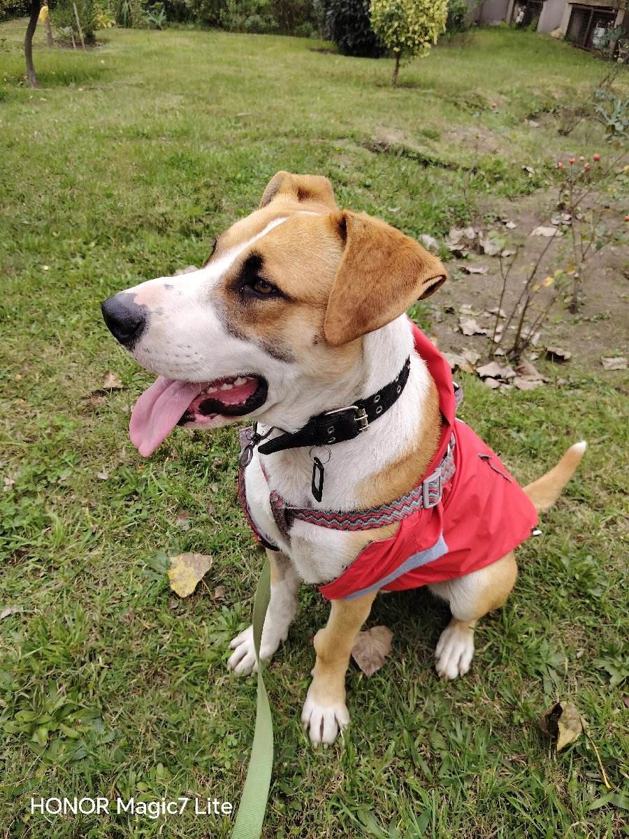 Foto de Perrito