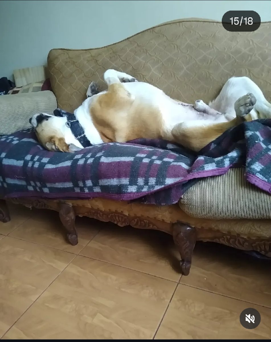 Foto de Perrito