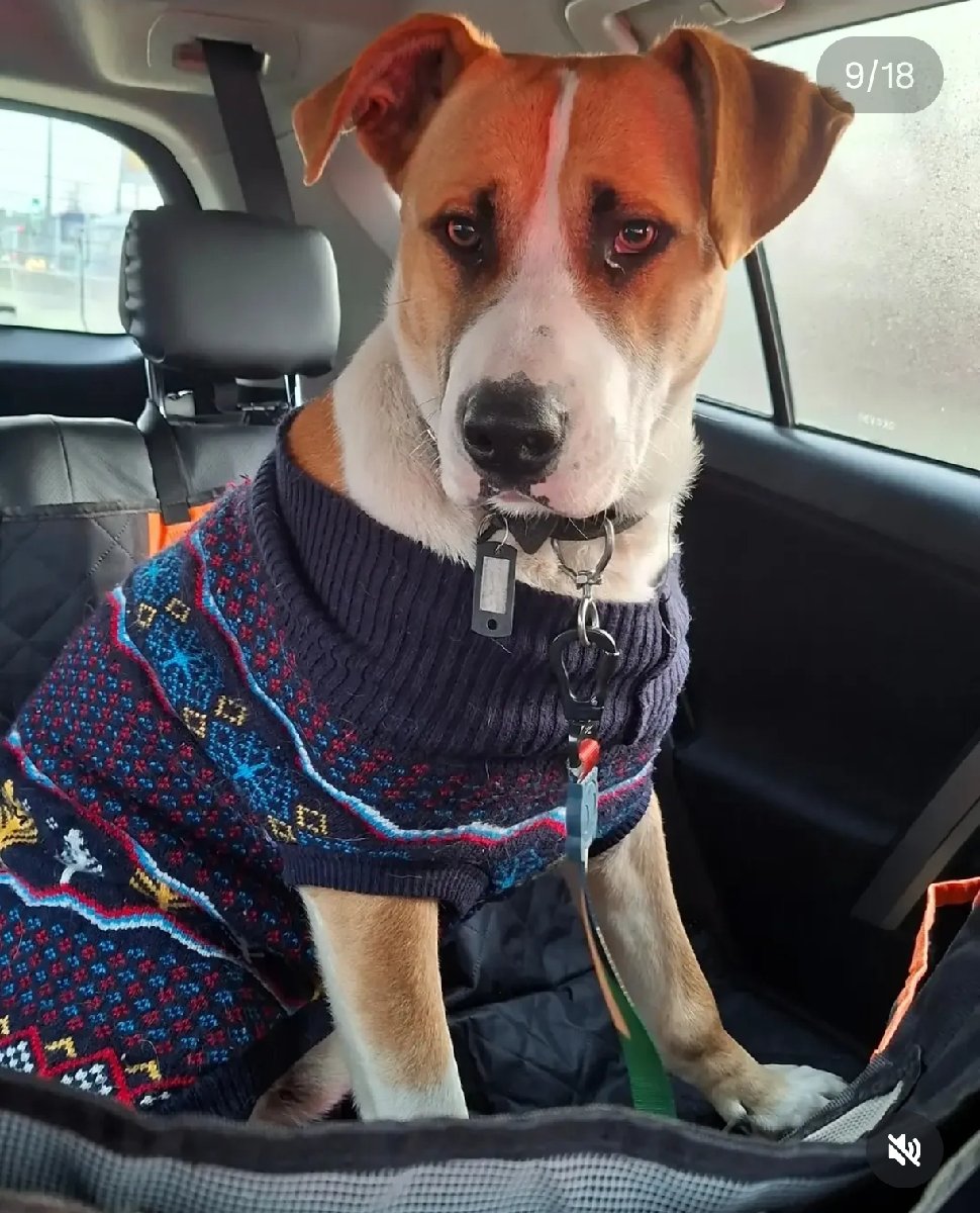 Foto de Perrito
