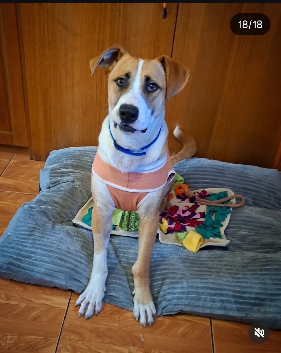 Foto de Perrito